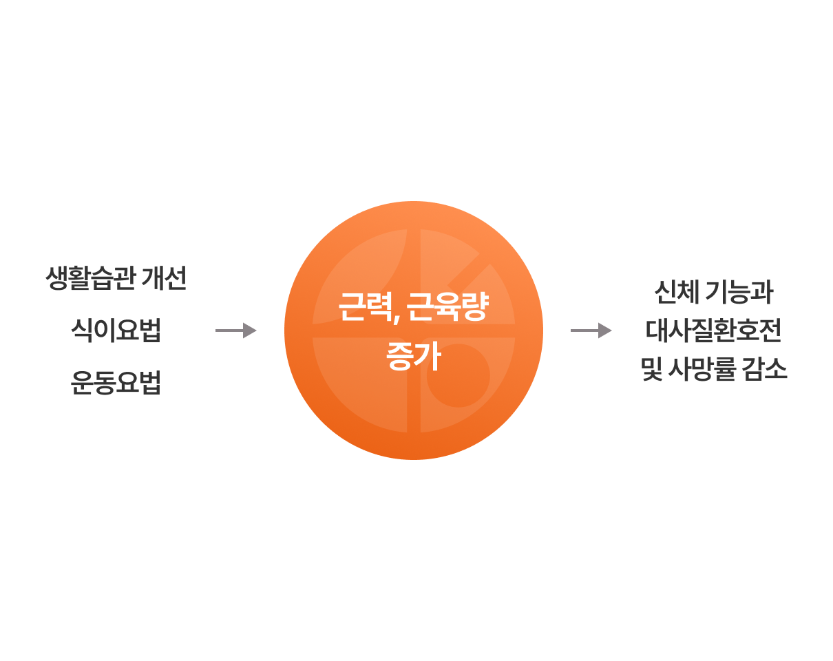 운동요법근력, 근육량 증가